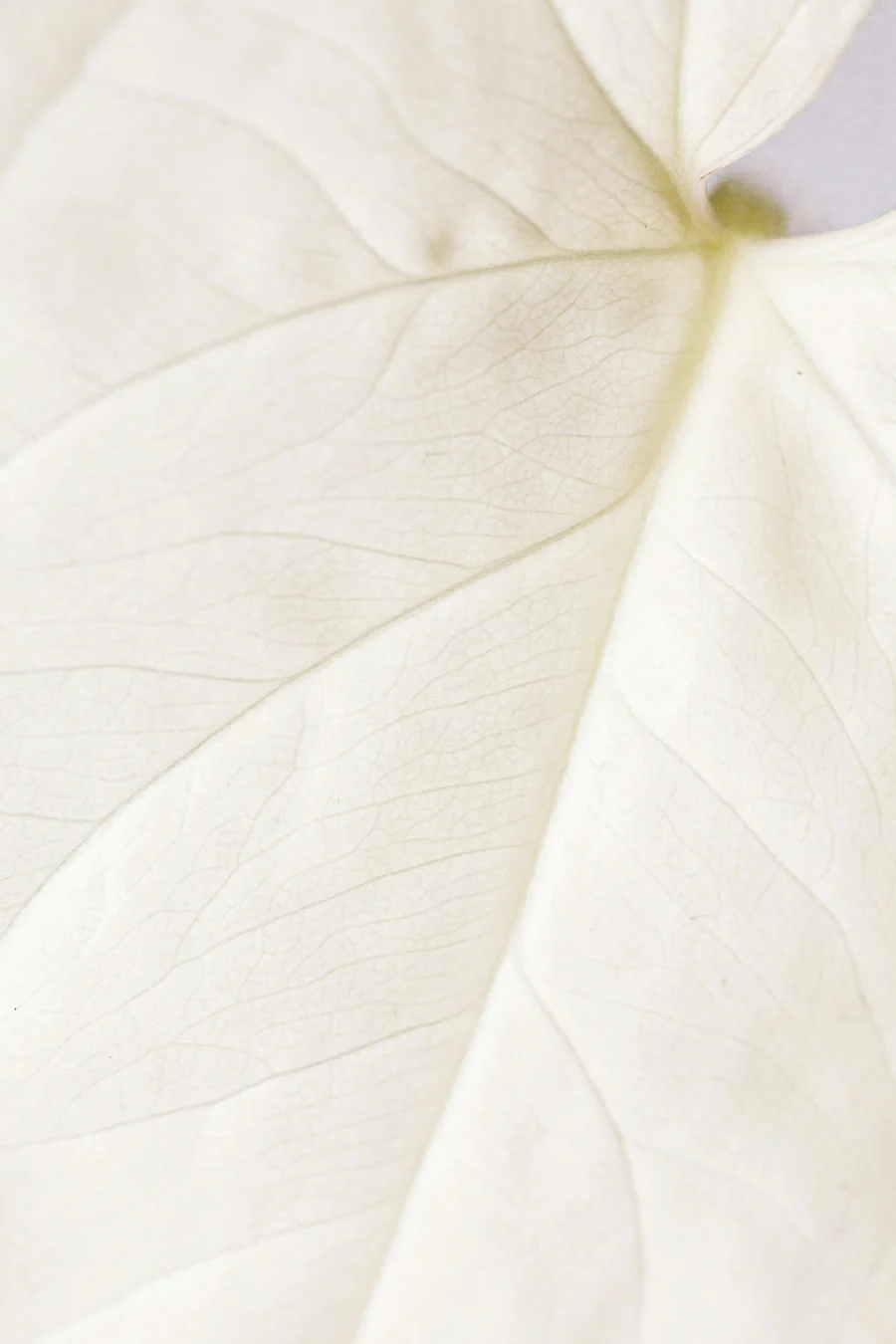 Material detail, natural fiber close-up