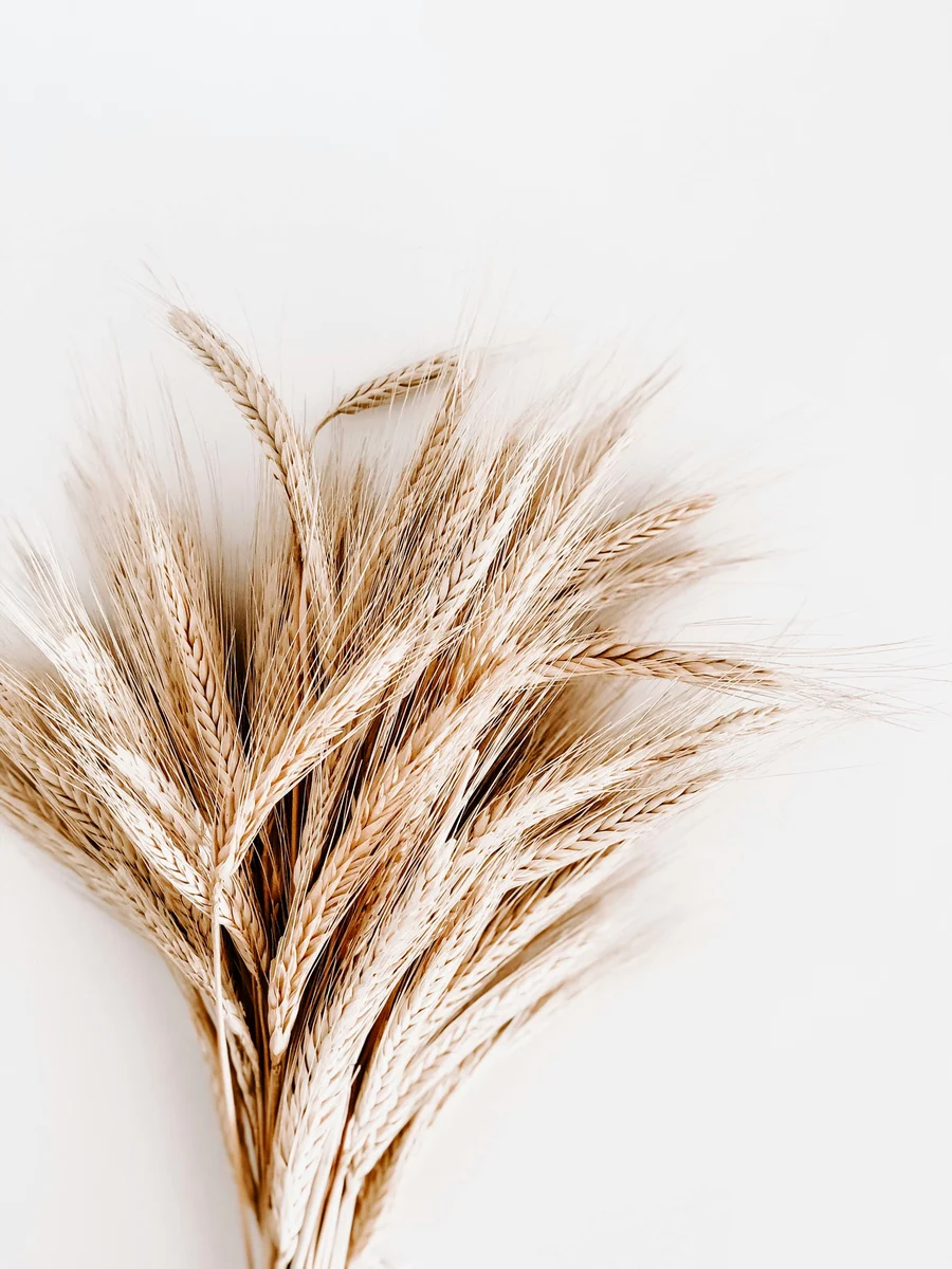 Dried wheat stalks on white background